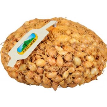 Cibule sazečka Všetana - Allium cepa - cibulky - 500 g