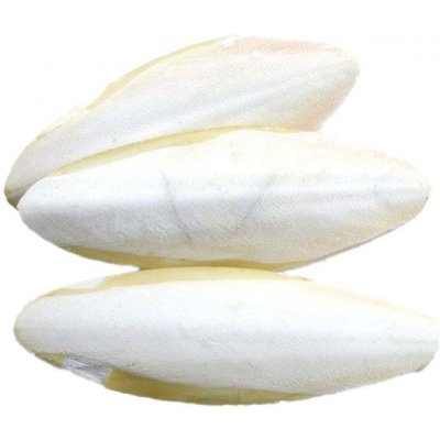 Zdeněk Soukal Sépiová kost broušená 25cm – Zbozi.Blesk.cz