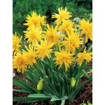 Lukon Glads Narcis pumilus plenus RIP VAN WINKLE - narcissus – Zboží Dáma