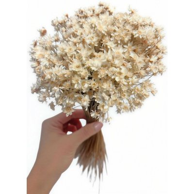 Sušená glixia přírodní bílá, kytice/svazek 50g – Zboží Mobilmania