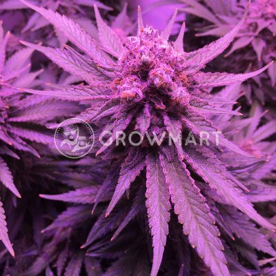 Ministry of Cannabis Big Bud XXL semena neobsahují THC 2 ks – Zboží Mobilmania