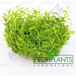 Rotala rotundifolia green – Zboží Dáma