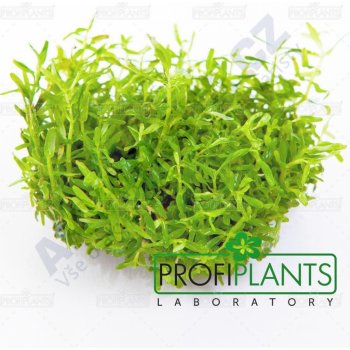 Rotala rotundifolia green