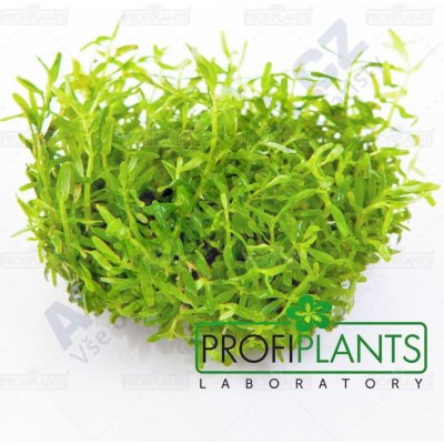 Rotala rotundifolia green – Zboží Dáma