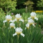 Kosatec 'Chartreuse Bounty' 1 ks – Zboží Dáma