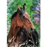 Pohlednice Kůň 101 – Zboží Dáma