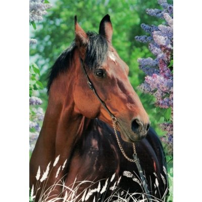 Pohlednice Kůň 101 – Zboží Dáma