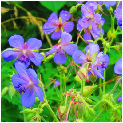 Kakost smrdutý - Geranium robertianum - osivo kakostu - 10 ks – Hledejceny.cz