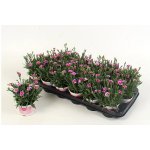 Dianthus Pink Kisses - ø9cm – Zboží Dáma