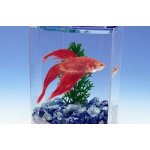 PP akvárium plast Beta + 1 rostlina + štěrk 10 x 10 x 15 cm – Zboží Dáma