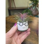 Tilllandsia v obalu pana brejlouna – Zboží Mobilmania