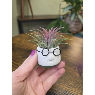 Tilllandsia v obalu pana brejlouna – Zboží Mobilmania