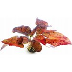 Nymphaea lotus Rot – Zbozi.Blesk.cz