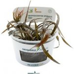 Cryptocoryne spiralis Red – Zboží Dáma