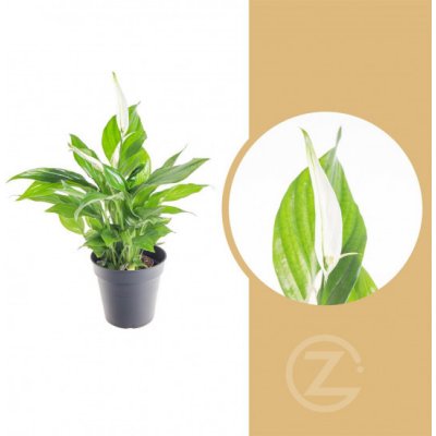 Lopatkovec, Spathiphyllum, průměr květináče 7 - 9 cm – Zboží Dáma