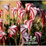 Lukon Glads Oxalis versicolor - šťavel – Zbozi.Blesk.cz