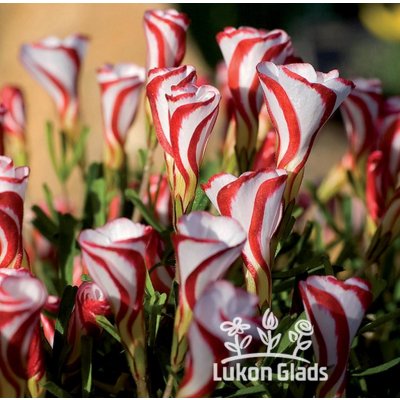 Lukon Glads Oxalis versicolor - šťavel – Zbozi.Blesk.cz