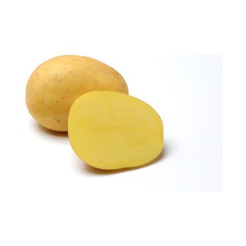 Sadba brambor BELANA (balení 5kg)