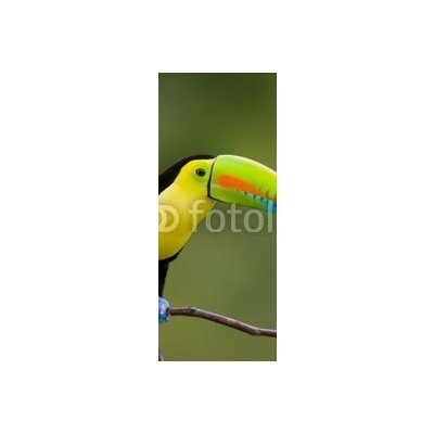 WEBLUX 22186231 Samolepka na dveře fólie Keel Billed Toucan Keel Billed Toucan ze Střední Ameriky. rozměry 90 x 220 cm – Sleviste.cz