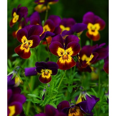 Violka rohatá Ruby Gold - Viola cornuta - semena - 20 ks – Zboží Mobilmania