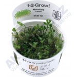 Marsilea minuta – Zboží Dáma