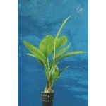 Anubias heterophylla – Zboží Mobilmania