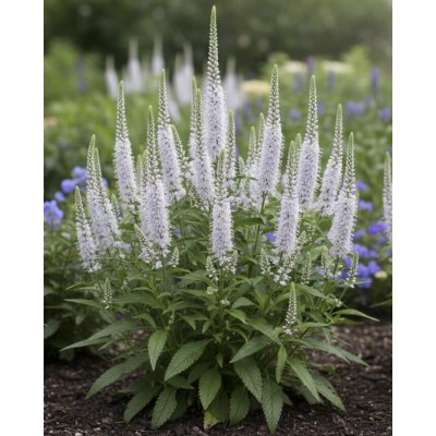 Rozrazil 'Veronica White' 1 ks – Sleviste.cz