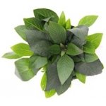 Hygrophila corymbosa Kompakt – Hledejceny.cz