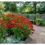 Záplevák 'Rubinzwerg' 1 ks – Zboží Mobilmania