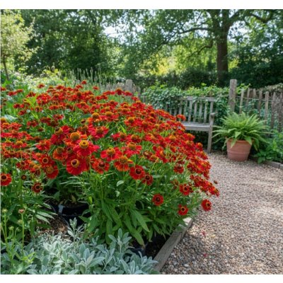 Záplevák 'Rubinzwerg' 1 ks – Zboží Mobilmania