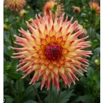 Jiřina 'Lindsay Michelle' 1 ks – Hledejceny.cz