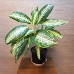 Aglaonema Green Anouk – Sleviste.cz