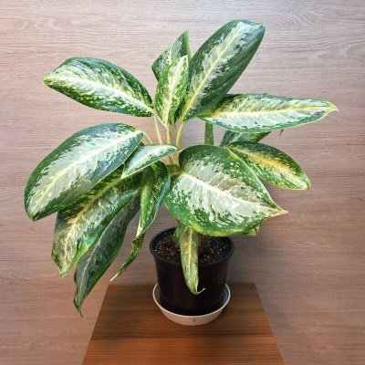 Aglaonema Green Anouk – Sleviste.cz