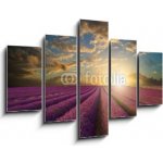 Obraz 5D pětidílný - 150 x 100 cm - Vibrant Summer sunset over lavender field landscape Vibrantní letní západ slunce nad levandule krajiny – Hledejceny.cz
