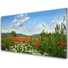 Obraz akrylový obraz Louka Květiny Příroda 100x50 cm