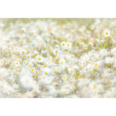 Komar 8-994 Fototapeta Daisies rozměr 368 cm x 254 cm – Zboží Mobilmania