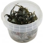 Cryptocoryne wendtii Tropica – Sleviste.cz