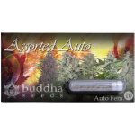 Buddha Seeds Assorted AUTO MIX semena neobsahují THC 10 ks – Zboží Mobilmania