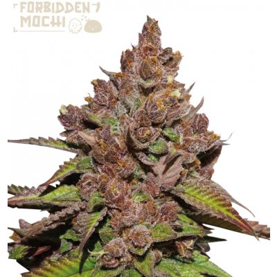 Seedstockers Superior Forbidden Mochi Fast semena neobsahují THC 3 ks – Sleviste.cz