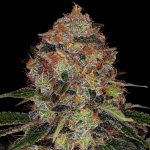 Barney's Farm ShiskaBerry semena neobsahují THC 5 ks – Hledejceny.cz