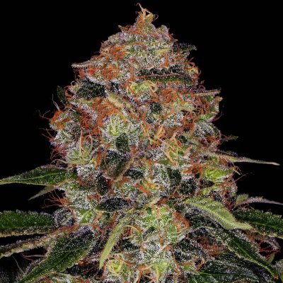 Barney's Farm ShiskaBerry semena neobsahují THC 5 ks – Hledejceny.cz