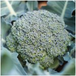 BIO Brokolice Rasmus KS - Brassica oleracea L. - bio semena brokolice - 20 ks – Hledejceny.cz
