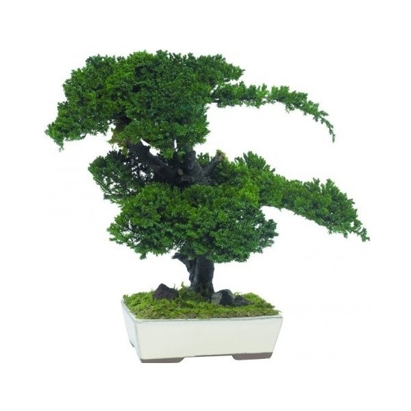 Květina Procumbens bonsai