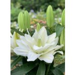 Lilie 'Roselily Simona' 1 ks – Sleviste.cz