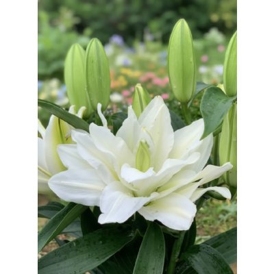 Lilie 'Roselily Simona' 1 ks – Sleviste.cz