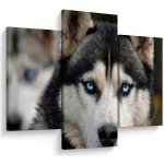 Obraz psa husky, třídílný 90x60 cm – Hledejceny.cz