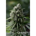 Silent seeds Critical 2.0 semena neobsahující THC 3 ks – Sleviste.cz