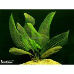 Aponogeton madagascariensis - Kalatka mřížovitá – Zboží Dáma