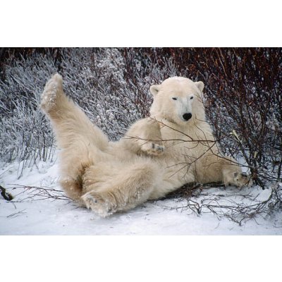 Umělecká fotografie Polar Bear Lying in Snow, George D. Lepp, (40 x 26.7 cm) – Zboží Mobilmania