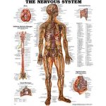 Nervový systém 50,8x66cm – Zboží Mobilmania